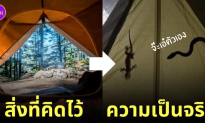 นอนกางเต็นท์ ตุ๊กแก งู