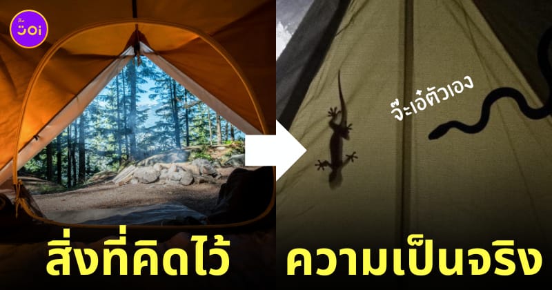 นอนกางเต็นท์ ตุ๊กแก งู