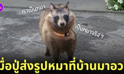 ปู่เลี้ยงหมา เป็นทานูกิ