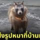 ปู่เลี้ยงหมา เป็นทานูกิ
