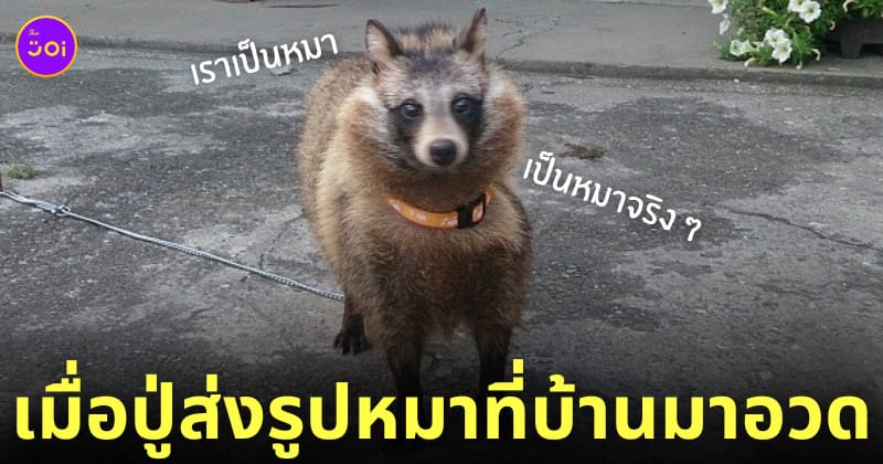 ปู่เลี้ยงหมา เป็นทานูกิ