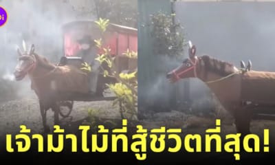 คนเวียดนามสร้างม้าไม้ลากเกวียน
