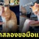 Fleem Template The Joi FBWebsite 5