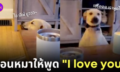 สอนหมาพูดได้ i love you ไอเลิฟยู