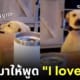 สอนหมาพูดได้ i love you ไอเลิฟยู