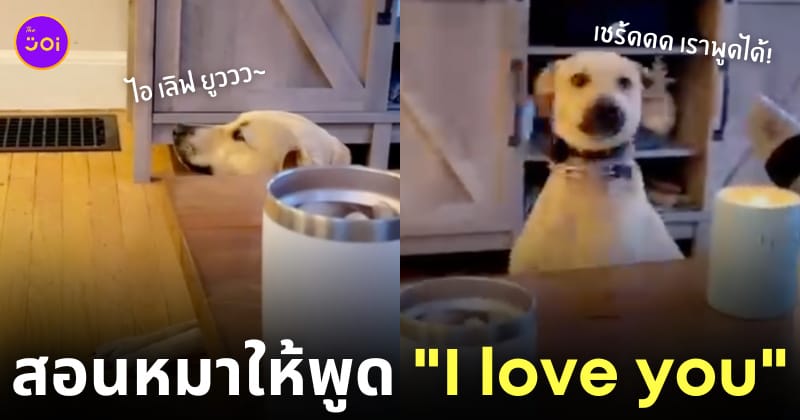 สอนหมาพูดได้ i love you ไอเลิฟยู
