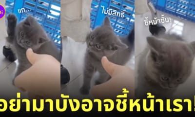 แมวเด็ก โกรธ โดนชี้หน้า