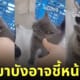 แมวเด็ก โกรธ โดนชี้หน้า