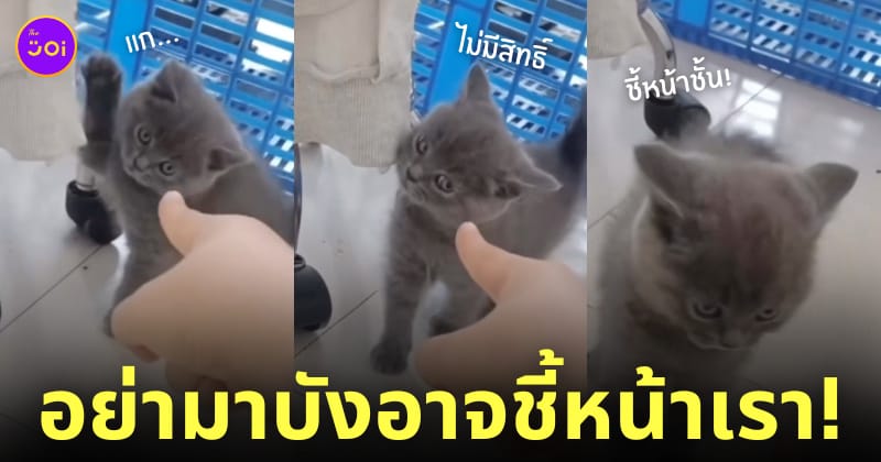 แมวเด็ก โกรธ โดนชี้หน้า