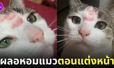 สาวขอวิธีลบรอยลิปสติกออกจากขนแมว