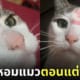 สาวขอวิธีลบรอยลิปสติกออกจากขนแมว