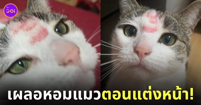 สาวขอวิธีลบรอยลิปสติกออกจากขนแมว