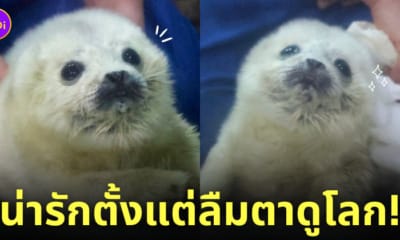 แมวน้ำเด็กแรกเกิด ทำหน้าจ๋อง