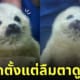 แมวน้ำเด็กแรกเกิด ทำหน้าจ๋อง