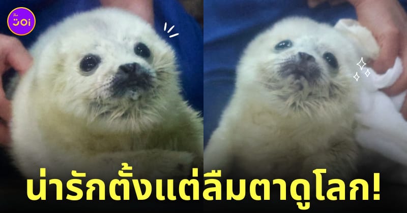 แมวน้ำเด็กแรกเกิด ทำหน้าจ๋อง
