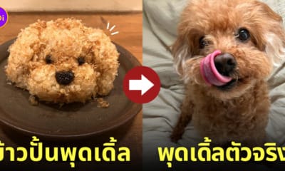 ข้าวปั้นรูปน้องหมาพุดเดิ้ล เหมือนตัวจริงเป๊ะ