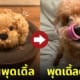 ข้าวปั้นรูปน้องหมาพุดเดิ้ล เหมือนตัวจริงเป๊ะ