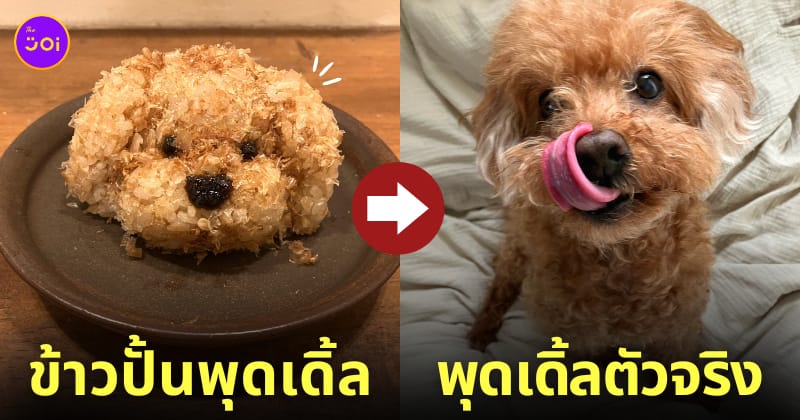 ข้าวปั้นรูปน้องหมาพุดเดิ้ล เหมือนตัวจริงเป๊ะ
