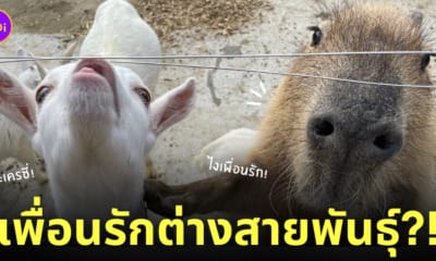 หมามะพร้าว แพะ สวนสัตว์ญี่ปุ่น น่ารัก