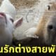 หมามะพร้าว แพะ สวนสัตว์ญี่ปุ่น น่ารัก