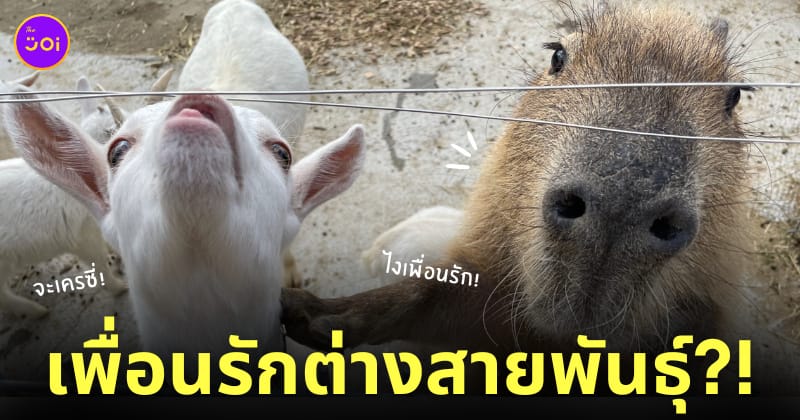 หมามะพร้าว แพะ สวนสัตว์ญี่ปุ่น น่ารัก