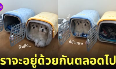 น้องหมาชอบนอนอยู่กรงเดียวกัน