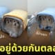 น้องหมาชอบนอนอยู่กรงเดียวกัน