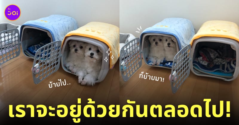 น้องหมาชอบนอนอยู่กรงเดียวกัน