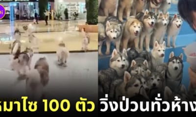 แก๊งหมาไซ 100 ตัว วิ่งป่วนทั่วห้าง