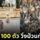 แก๊งหมาไซ 100 ตัว วิ่งป่วนทั่วห้าง