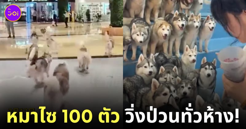 แก๊งหมาไซ 100 ตัว วิ่งป่วนทั่วห้าง