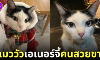 น้องหมูเค็ม แมววัวหน้าสวยเหมือนกรีดอายไลเนอร์