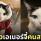 น้องหมูเค็ม แมววัวหน้าสวยเหมือนกรีดอายไลเนอร์