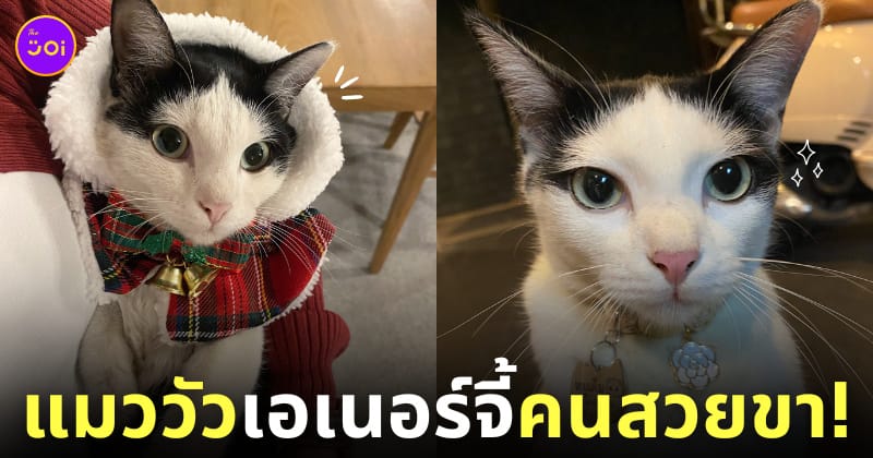 น้องหมูเค็ม แมววัวหน้าสวยเหมือนกรีดอายไลเนอร์