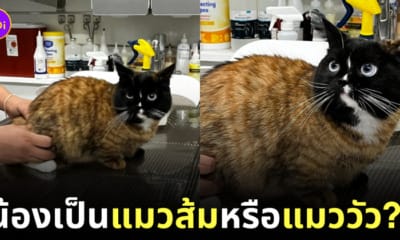 แมวส้ม แมววัว แมวตัวส้มหน้าสีดำ