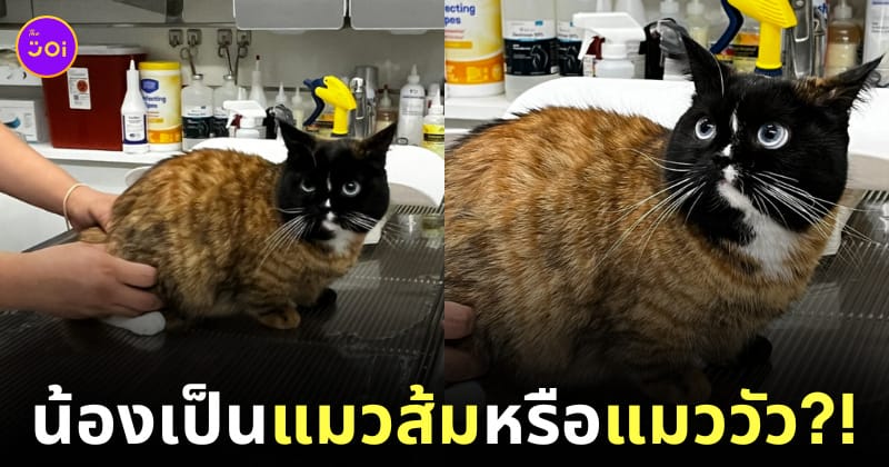 แมวส้ม แมววัว แมวตัวส้มหน้าสีดำ