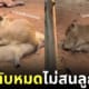คลิปหมามะพร้าวเด็กนอนทับบนตัวพี่น้องในคอกเดียวกัน