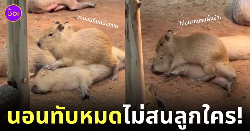 คลิปหมามะพร้าวเด็กนอนทับบนตัวพี่น้องในคอกเดียวกัน