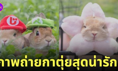 ภาพถ่ายกระต่าย กาตุ่ย น่ารัก usausausa1201