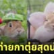 ภาพถ่ายกระต่าย กาตุ่ย น่ารัก usausausa1201