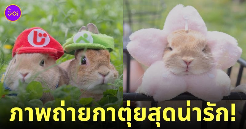 ภาพถ่ายกระต่าย กาตุ่ย น่ารัก usausausa1201