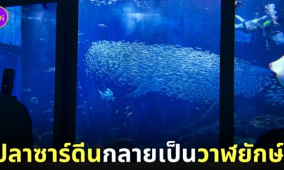 ฝูงปลาซาร์ดีนว่ายเรียงตัวกันเป็นรูปวาฬยักษ์
