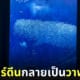 ฝูงปลาซาร์ดีนว่ายเรียงตัวกันเป็นรูปวาฬยักษ์
