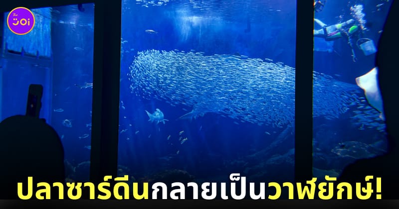 ฝูงปลาซาร์ดีนว่ายเรียงตัวกันเป็นรูปวาฬยักษ์