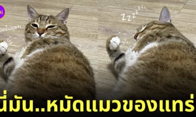 แมวโดนทาสปลุก โชว์กำหมัดแน่น