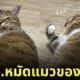 แมวโดนทาสปลุก โชว์กำหมัดแน่น