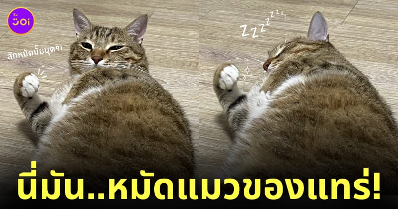 แมวโดนทาสปลุก โชว์กำหมัดแน่น