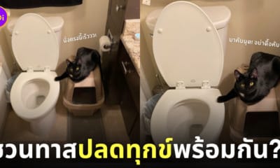 แมวดำชวนทาสปลดทุกข์พร้อมกันแต่เช้า