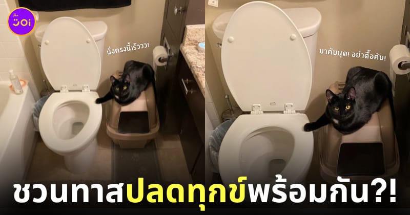 แมวดำชวนทาสปลดทุกข์พร้อมกันแต่เช้า