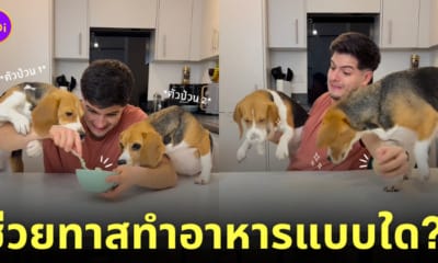 คลิปหนุ่มทำอาหารกับบีเกิ้ล 2 ตัว